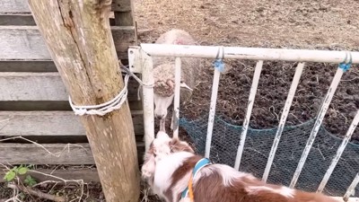 ヒツジと挨拶するガルチェロくん