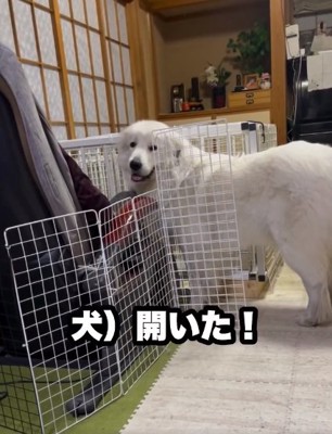 飼い主さんを見るドレミちゃん
