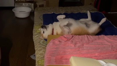 豪快すぎる寝姿