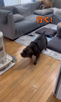 同居犬を連れてきた中型犬