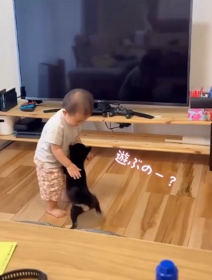男の子に飛びつく子犬