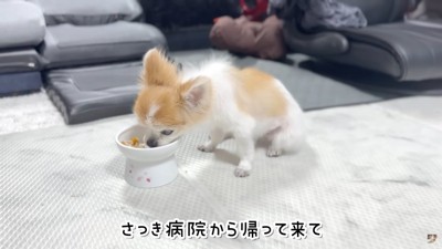 検査を終えたチョッピちゃん