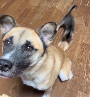 子猫さんがやってきた♪