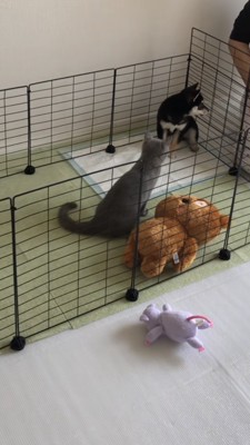 サークルの角でそっぽを向く豆柴