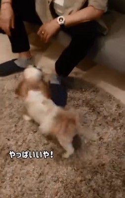 お父さんの元へ戻るリロちゃん