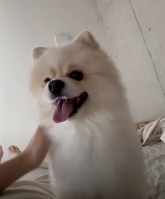 ナデナデは大満喫