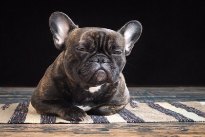 細目で見るフレブル