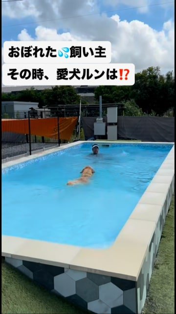 おぼれている飼い主に近づいていく犬