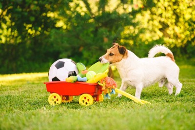 たくさんのおもちゃと犬