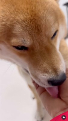 手を舐め続ける柴犬