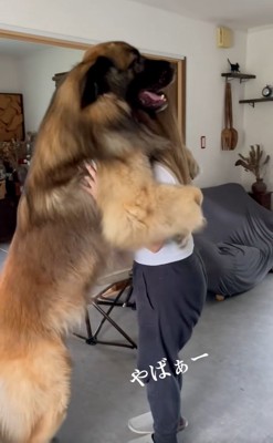 大きすぎるレオンベルガー