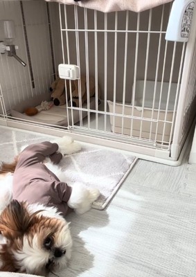 こちらを見る犬
