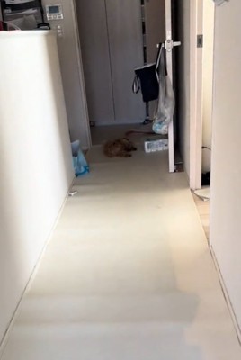 遠くに寝ている犬