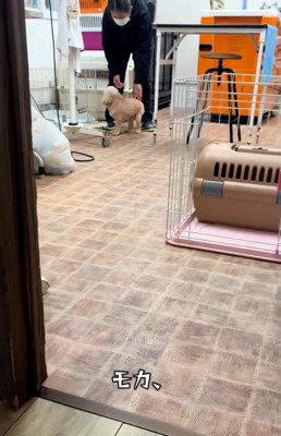 愛犬の名前を呼ぶママ