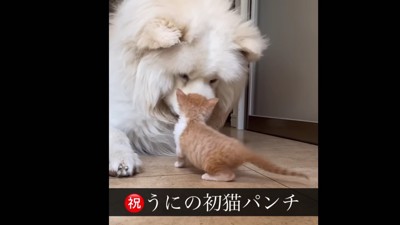 猫パンチを覚えた
