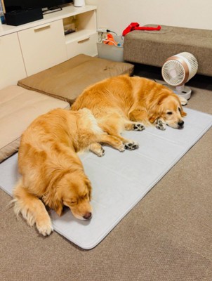 仲良しなコメちゃんとイクラちゃん3