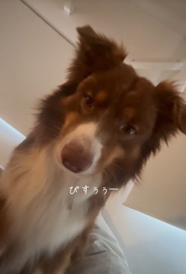 飼い主さんを起こすコロくん8