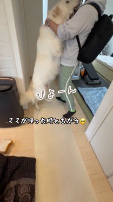 男性に飛びつく犬