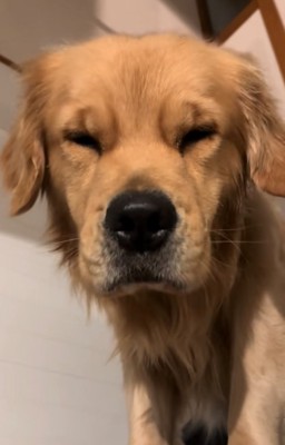 寝起きのゴールデンレトリバー5