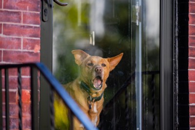 窓、吠える茶の犬
