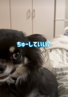 犬に近づいていく
