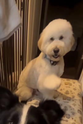 空振りするお手