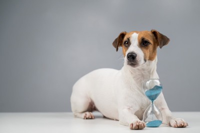 犬と砂時計
