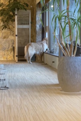 「光ってる…」