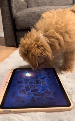 動く物体を見つめるちくわちゃん