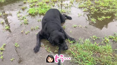 ムニくんのお散歩拒否7