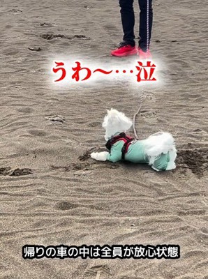 砂の上にゴロン
