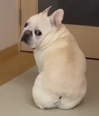 後ろをじっと見つめる犬
