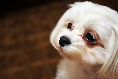 涙やけを起こしているマルチーズ