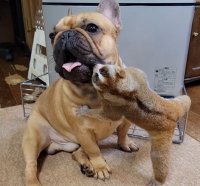 スローロリスに口元を舐められる犬