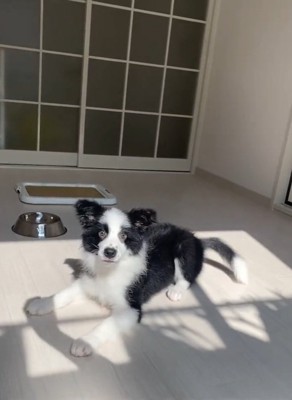 不思議そうなワンコ