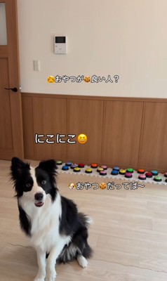 サンゴくんの言葉の理解度を検証8