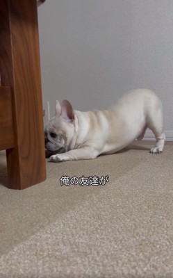 ソファ下を覗き込むはちくん