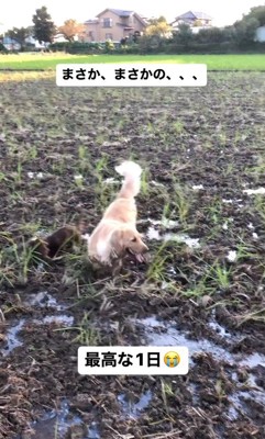 田んぼで遊ぶむぎちゃん&マロンちゃん