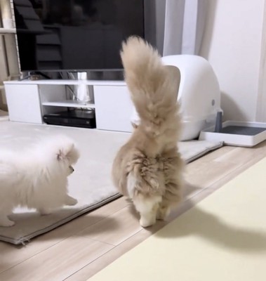 猫の後ろを追う犬