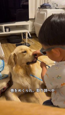 サングラスを咥えている犬の唇をめくる男の子