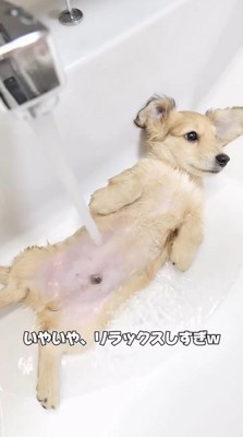 腹に水道のお湯がかかっている仰向けの子犬