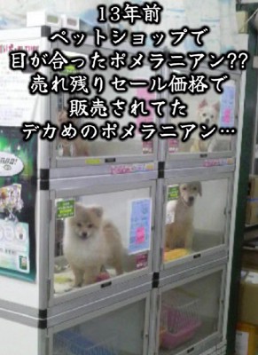 売れ残っていた子犬