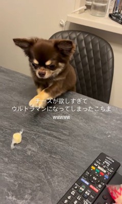 チーズを取りたいココちゃん
