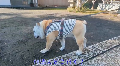 境内の中を歩く兄犬