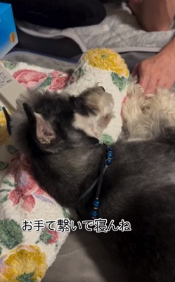 パパと手を繋ぐワンコ