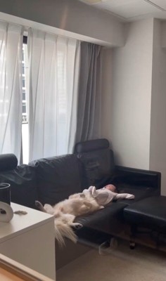 こたつ君と赤ちゃんの日常