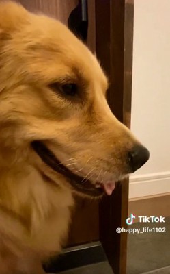 ゴールデンレトリバーのハッピーちゃん