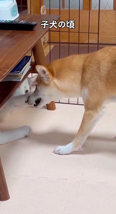 柴犬の顔に前足を乗せるハスキー犬