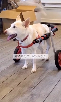 サニーちゃんを車いすに乗せたら5