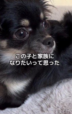 家族として迎えることを決意